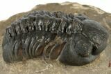 Detailed Reedops Trilobite - Atchana, Morocco #190281-1